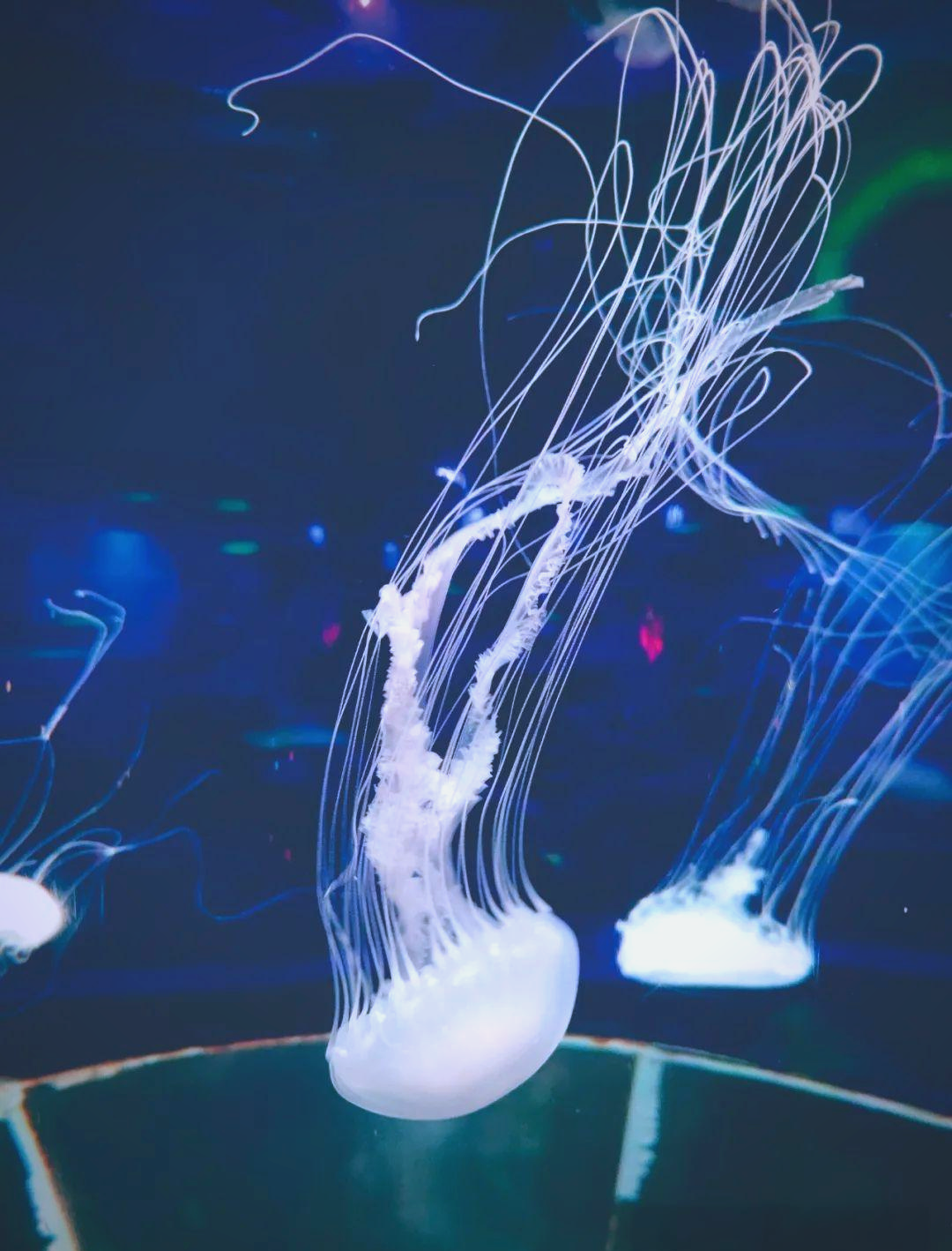 大西洋海刺水母水母,这一海洋中的美丽生物,凭借其优雅的形态,宁静的