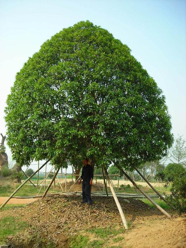 10种适合北方栽植的常绿阔叶树