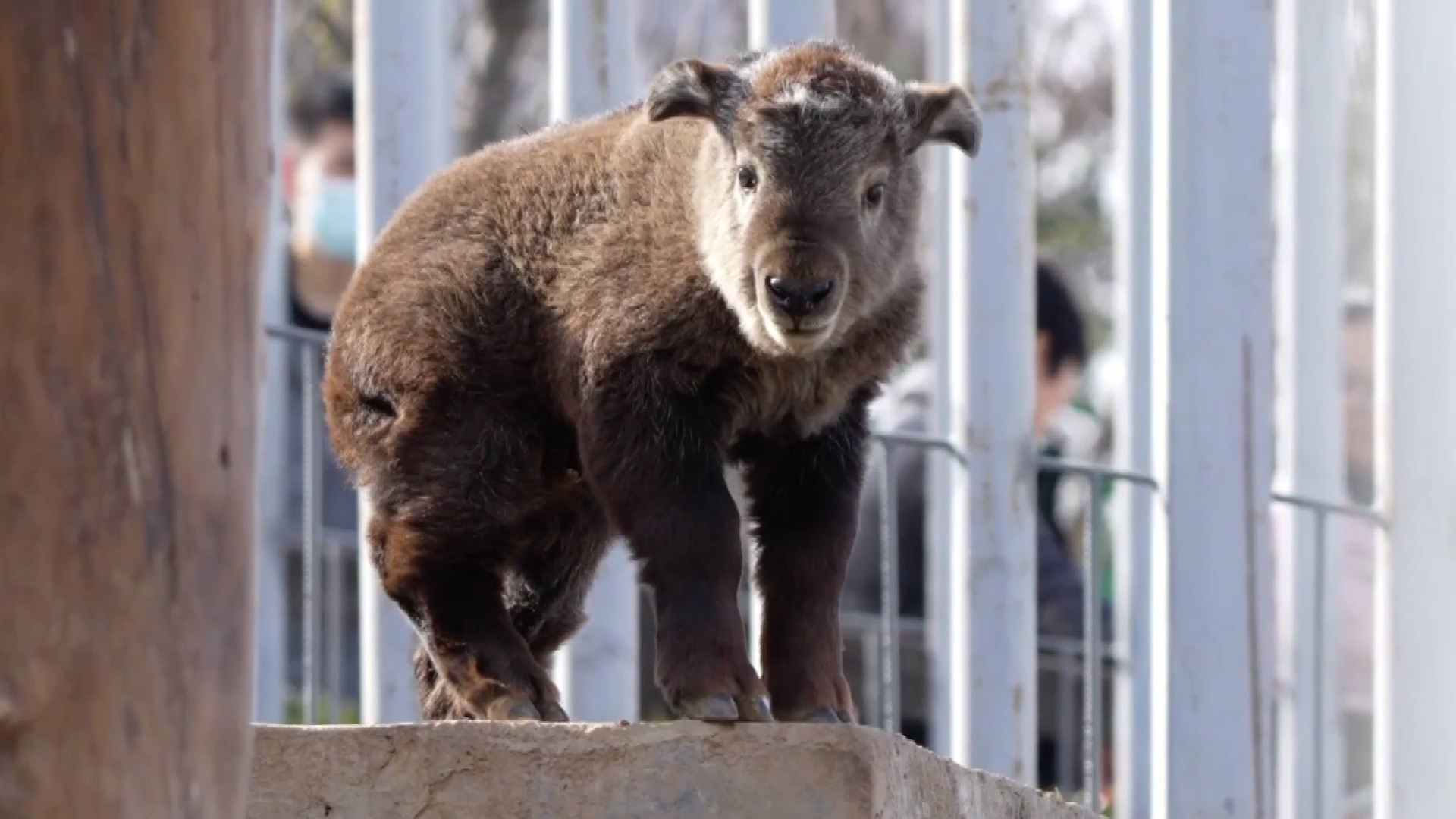 快来围观新出生的秦岭羚牛幼仔