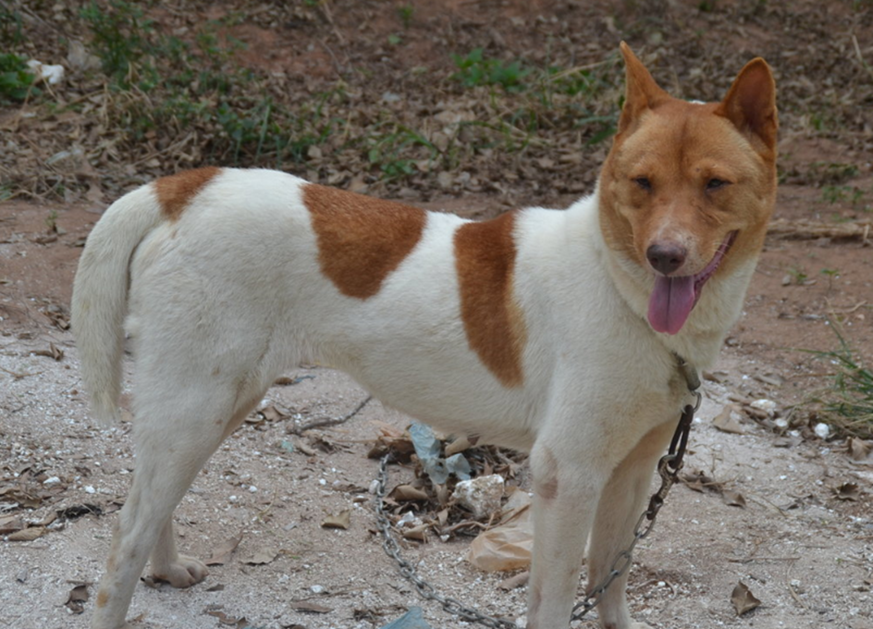 澳洲野犬是中华田园犬后代吗?中华田园犬主要分布在哪里?