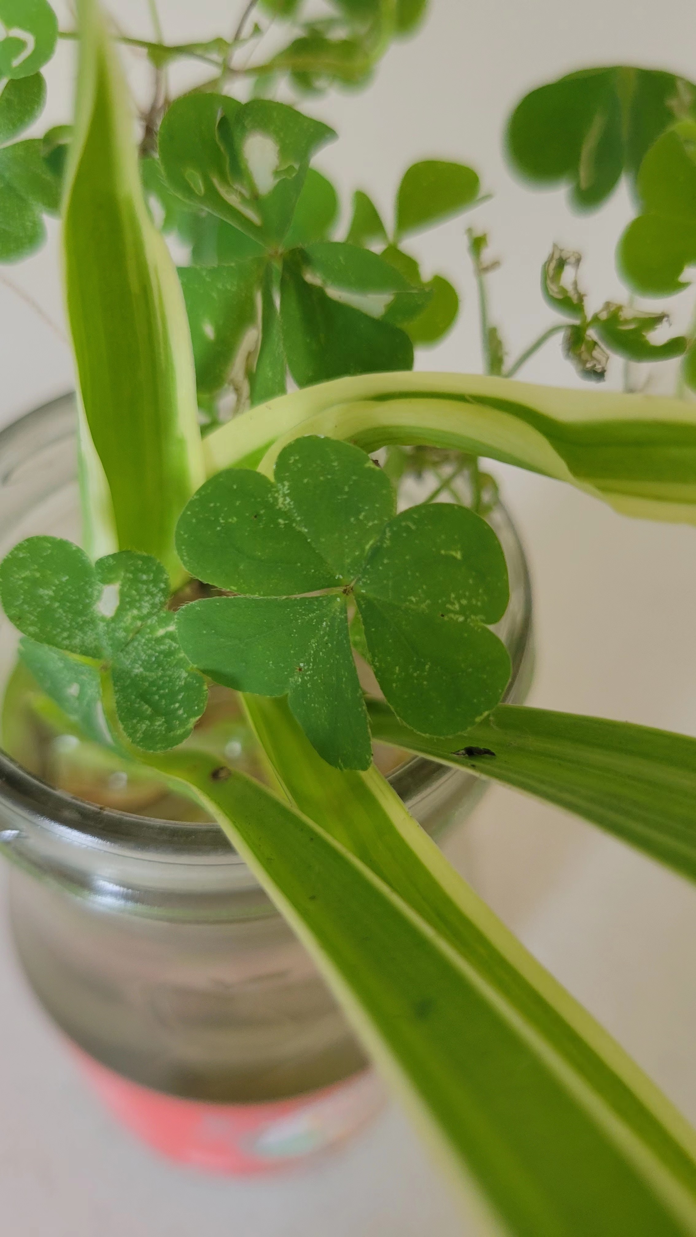 幸运的心形三叶草