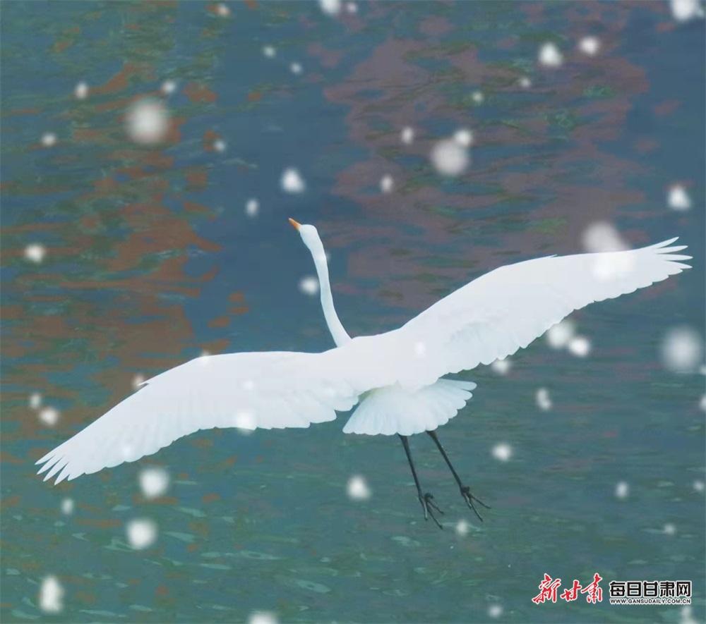 康县燕子河:晚霞与白鹭齐飞