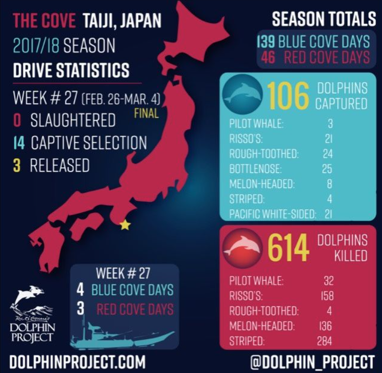 日本海豚湾进入血腥捕猎季,首日捕获约10头计划送水族馆!