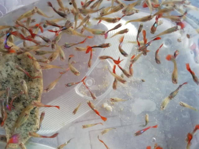 刚刚出生的小鱼苗如何喂养