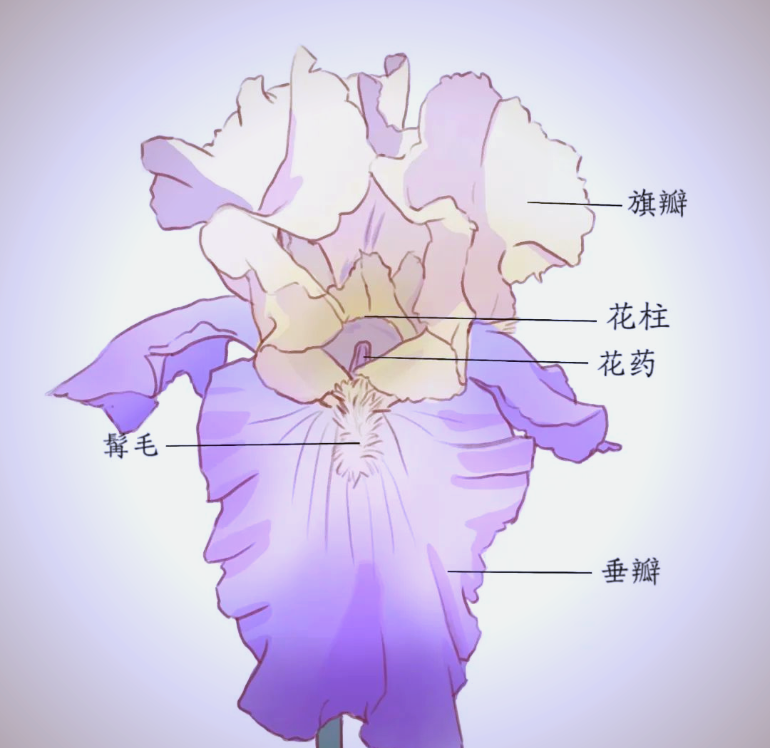 探索鸢尾花的多样种类与丰富结构
