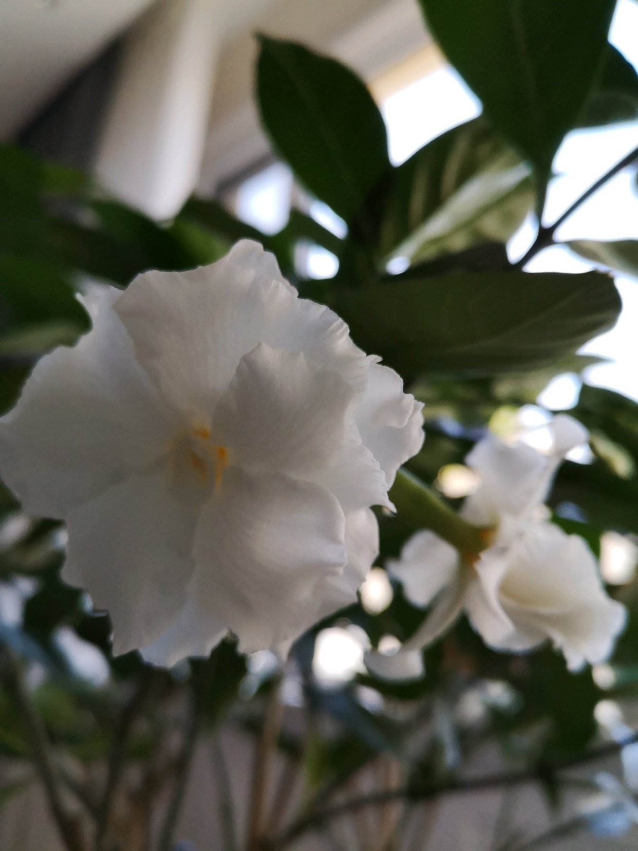 盆栽绿植"丁香茉莉",叶绿花美,香气怡人,花期长,室内也能养