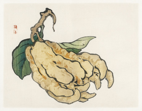 佛手的价值及用途