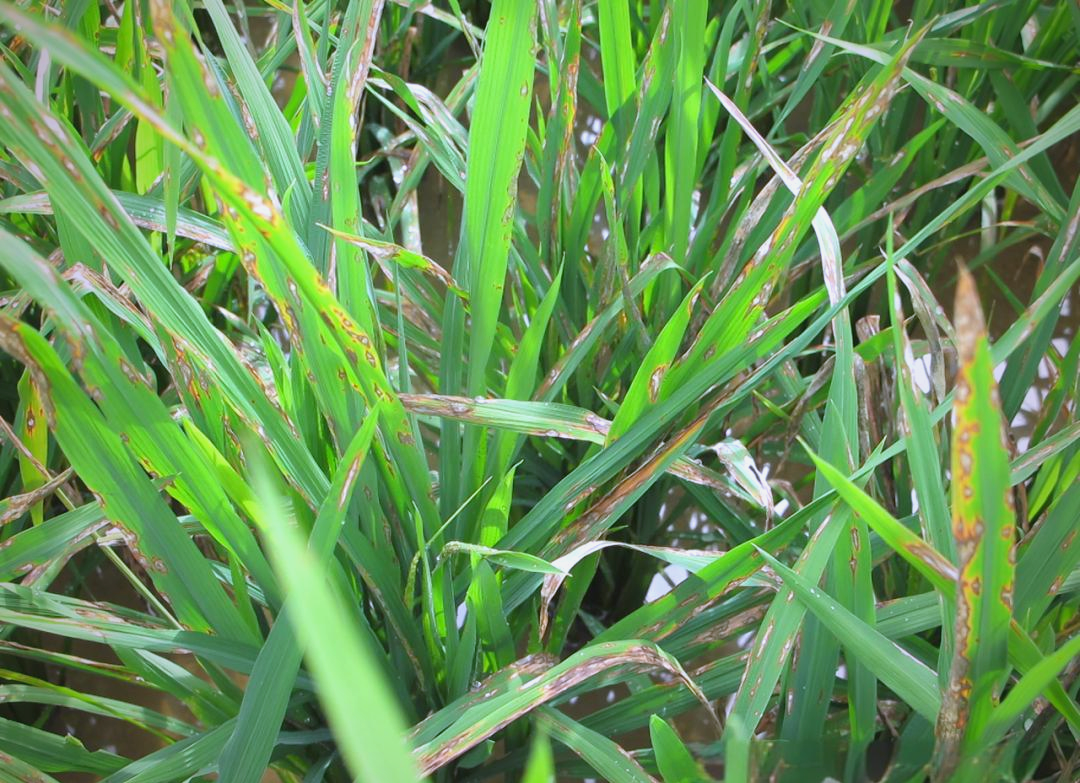 水稻稻瘟病的防治方法及注意事项