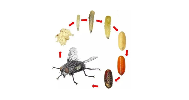 苍蝇是怎么繁殖的