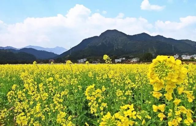 湖南這些油菜花海美成仙境你去過嗎