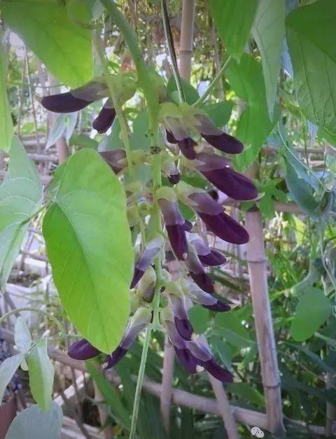 乡间美味豆猫,您品尝过了吗