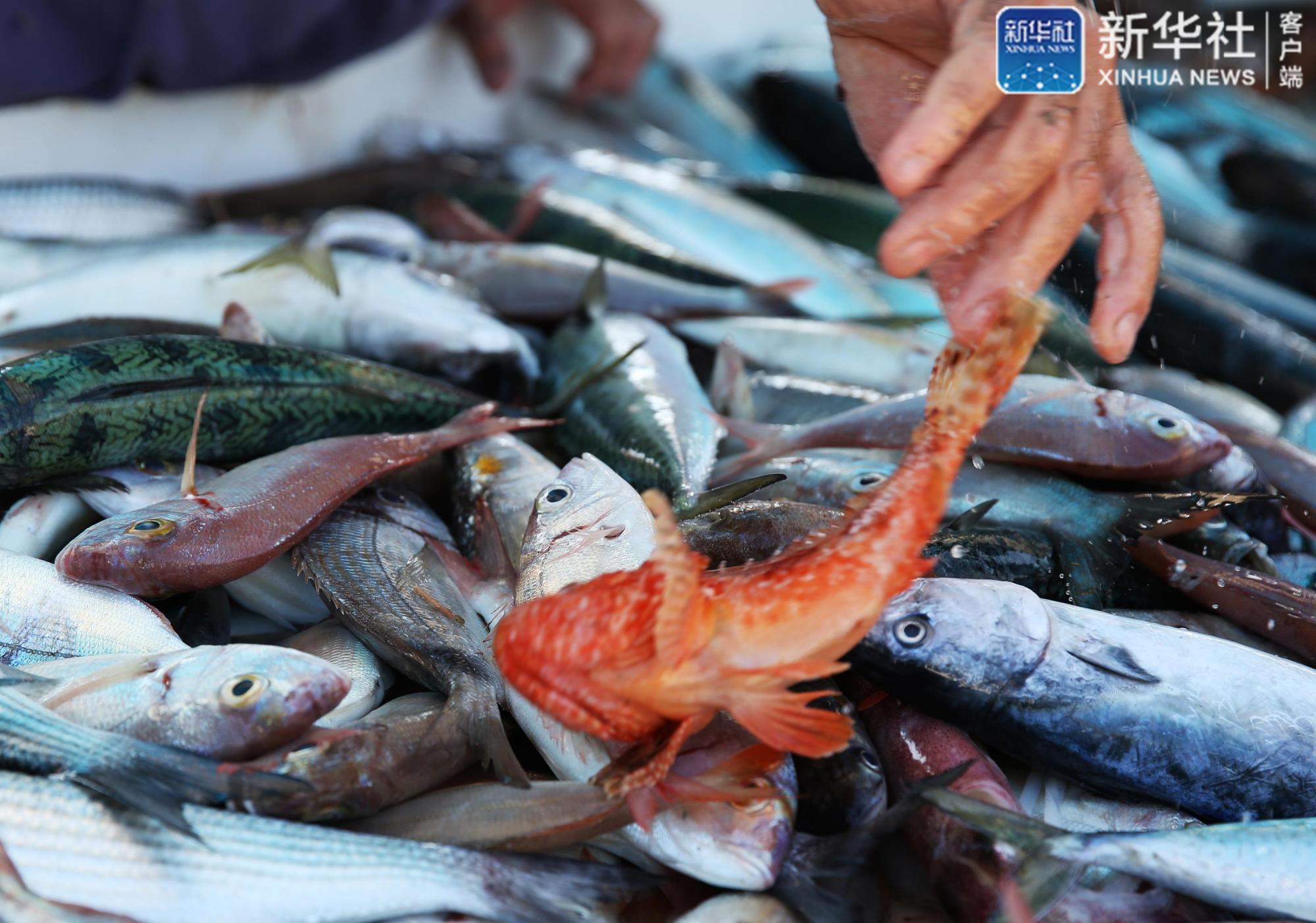 法国马赛:老港鱼市