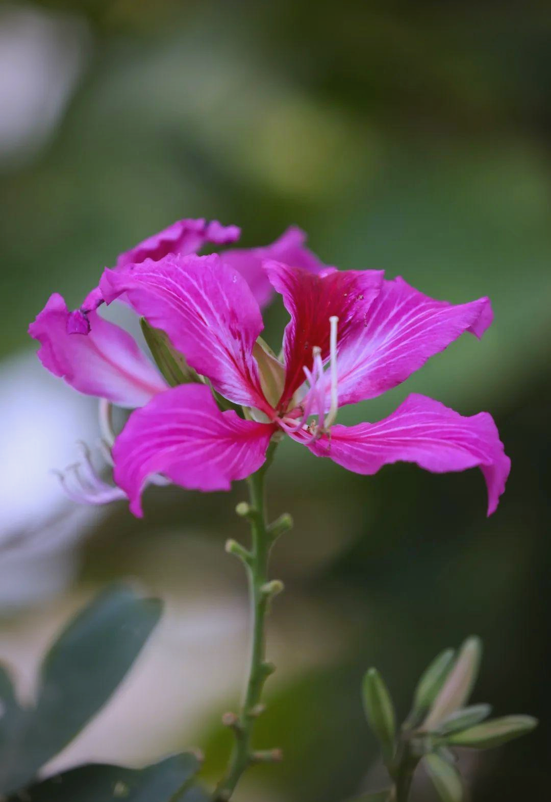 香港市花:红花羊蹄甲的盛放传奇与独特魅力