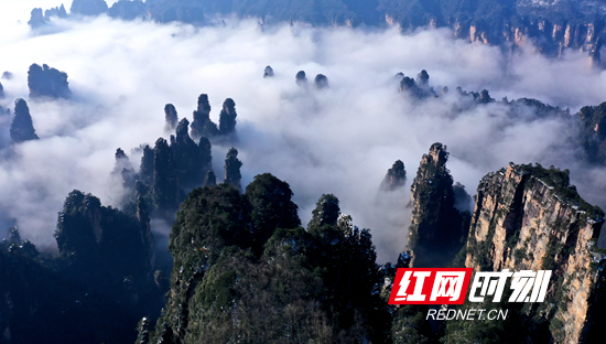 张家界景区:云海邂逅峰林,碰撞出如诗如画的仙境美景(组图)