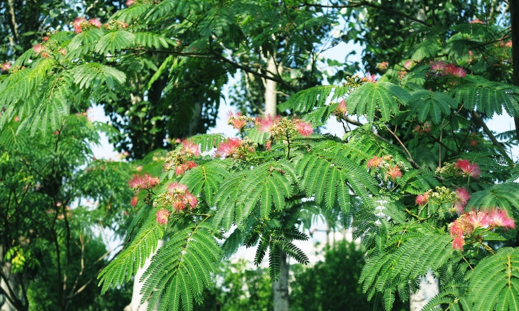 榕树花和合欢花图片对比