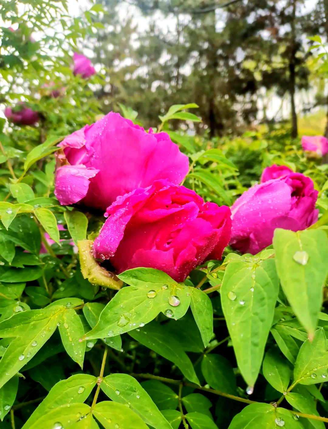 雨后牡丹的盛景与感悟