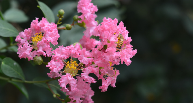 徐州市花是什么?