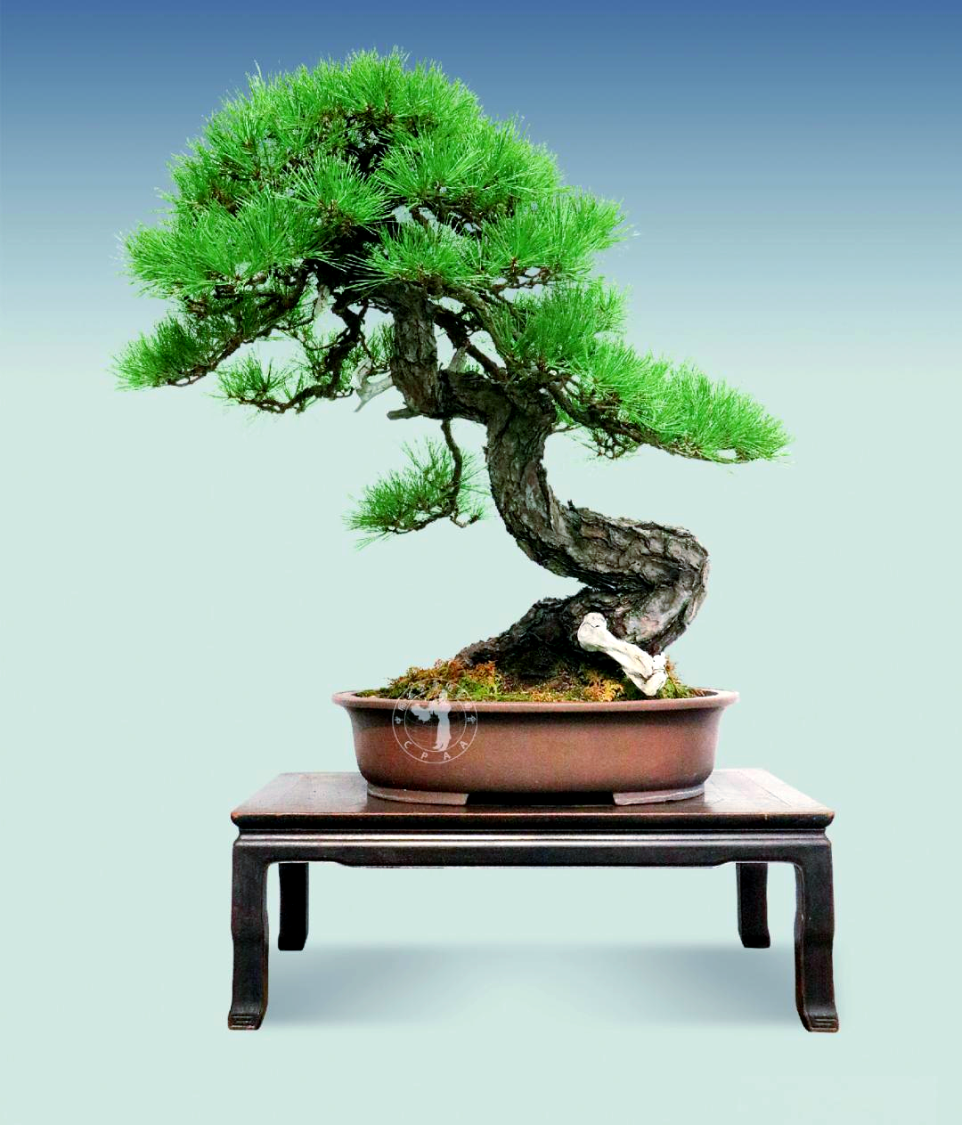 赤松盆景:从山巅到艺巅的挑战与探索