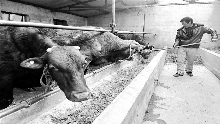 夏玉强:牵住"牛鼻子" 过上"牛日子"