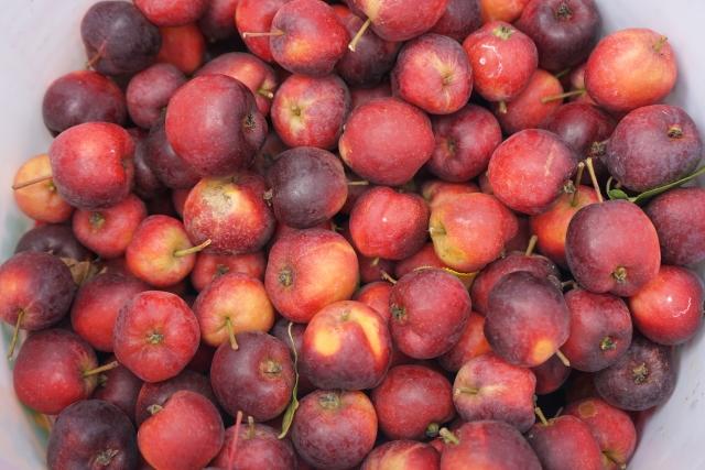 陆良县芳华镇:"樱桃小苹果"备受青睐