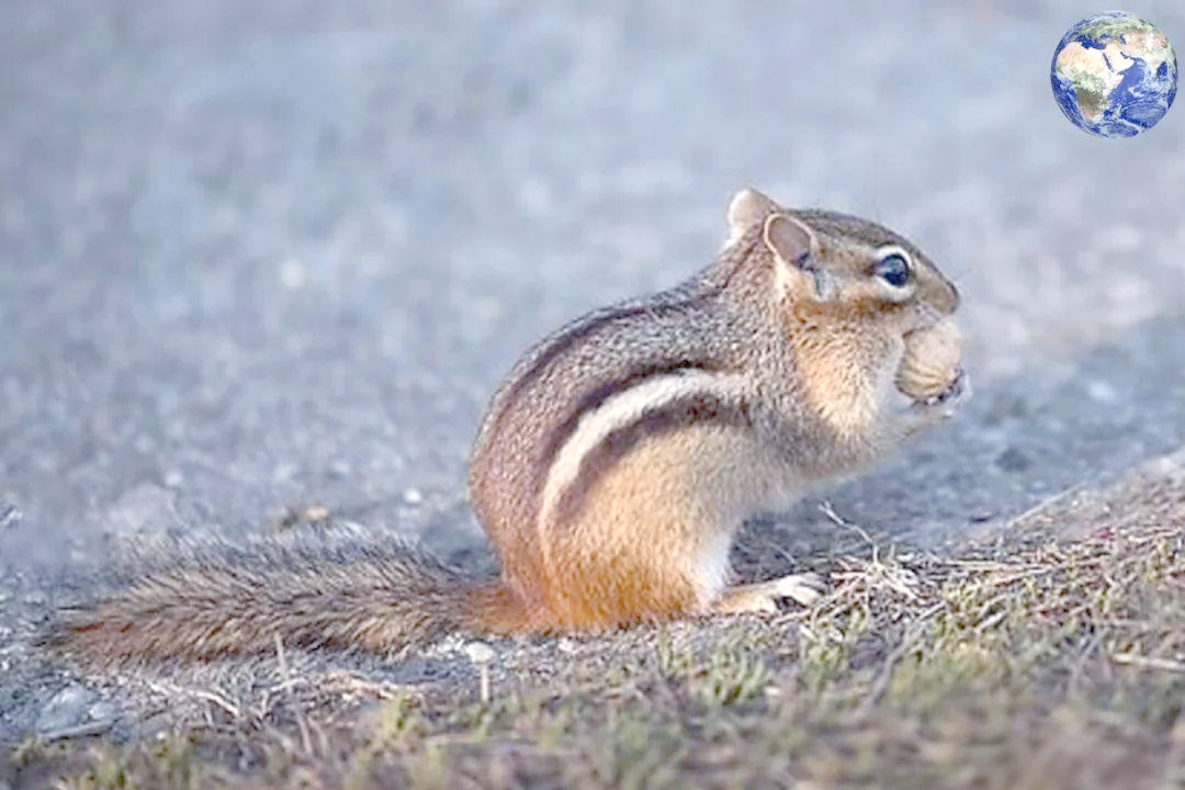 探秘隐纹花松鼠:多样亚种与独特毛皮特征