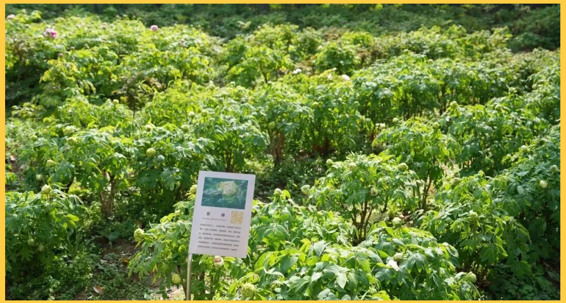 药用牡丹种植