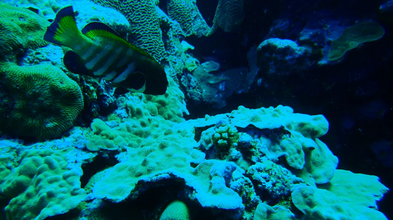 令人担忧!8919米深雅浦海沟,人类首次抵达,发现不该存在的东西