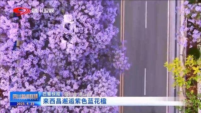 四川新聞聯播丨來西昌邂逅紫色藍花楹