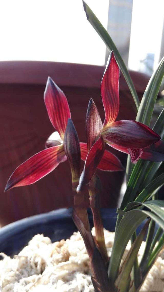 贵州早年下山的一颗血红花春兰,曾千金难买一苗