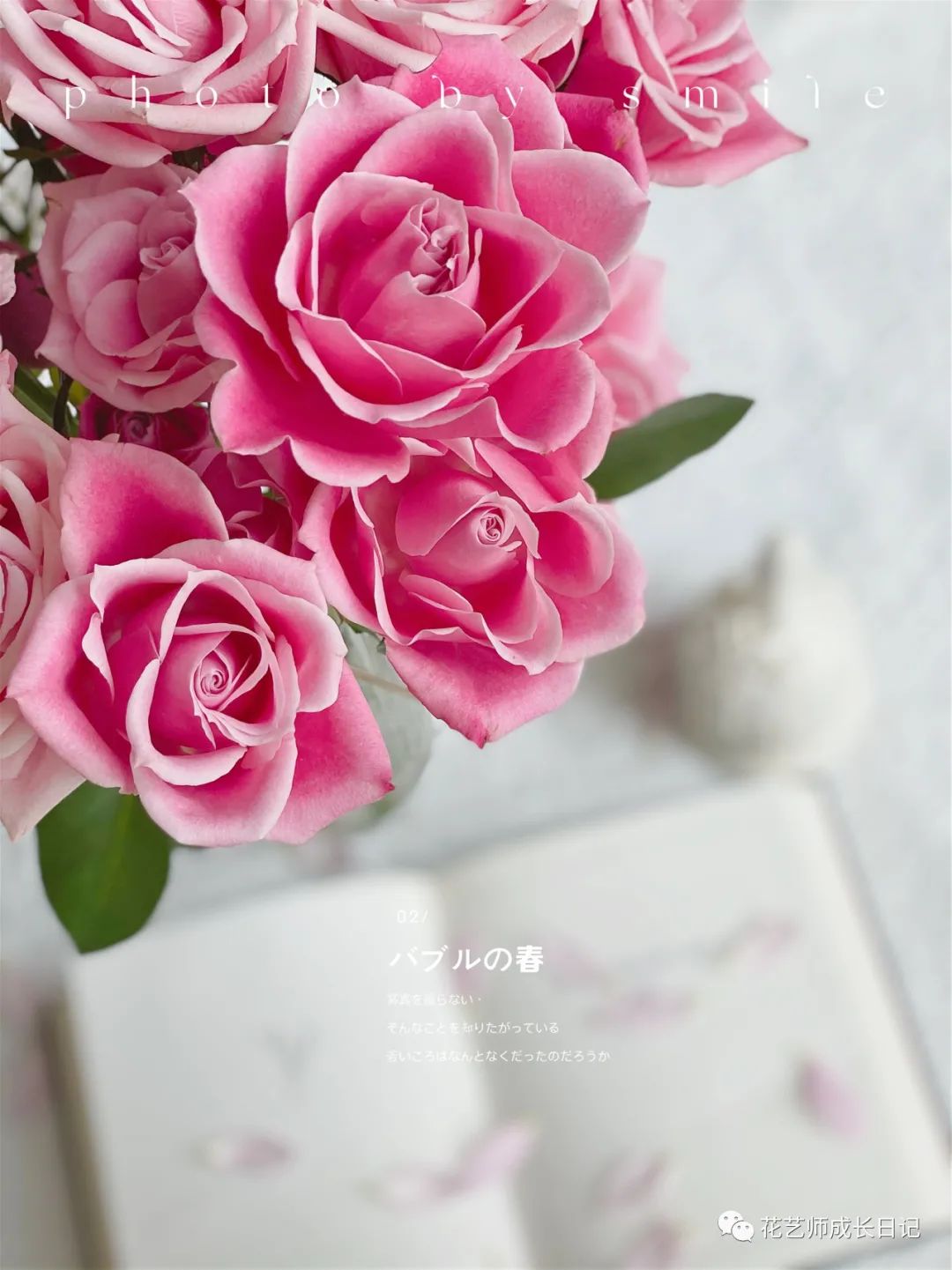 100朵玫瑰vol.29|泰姬玫瑰,深粉与浅粉的交叠簇拥,是温柔的颜色