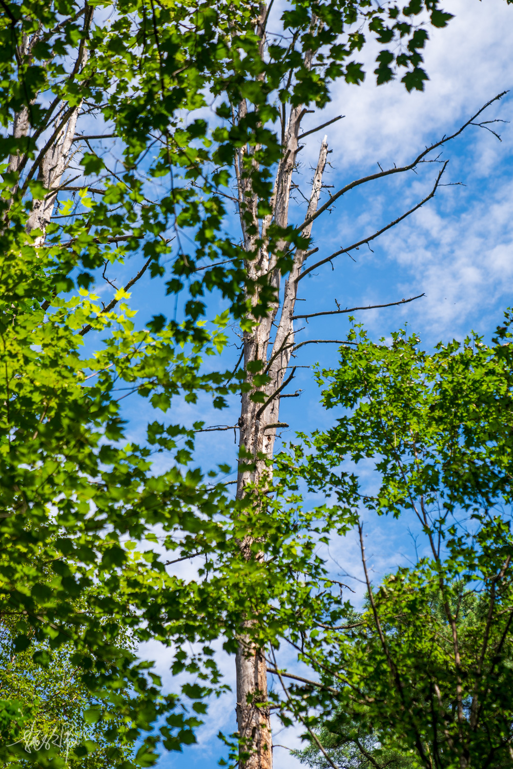 夏游小兴安岭,跳出城市在森林里寻一抹绿