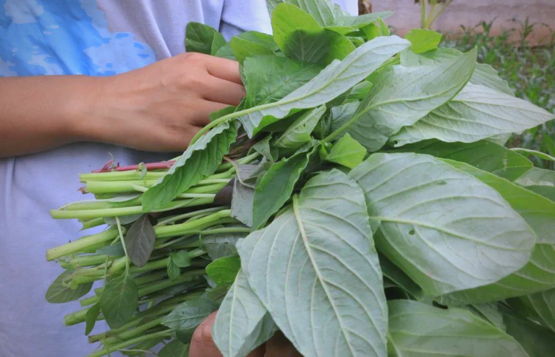 野玉米菜:六月田间地头的天然美味