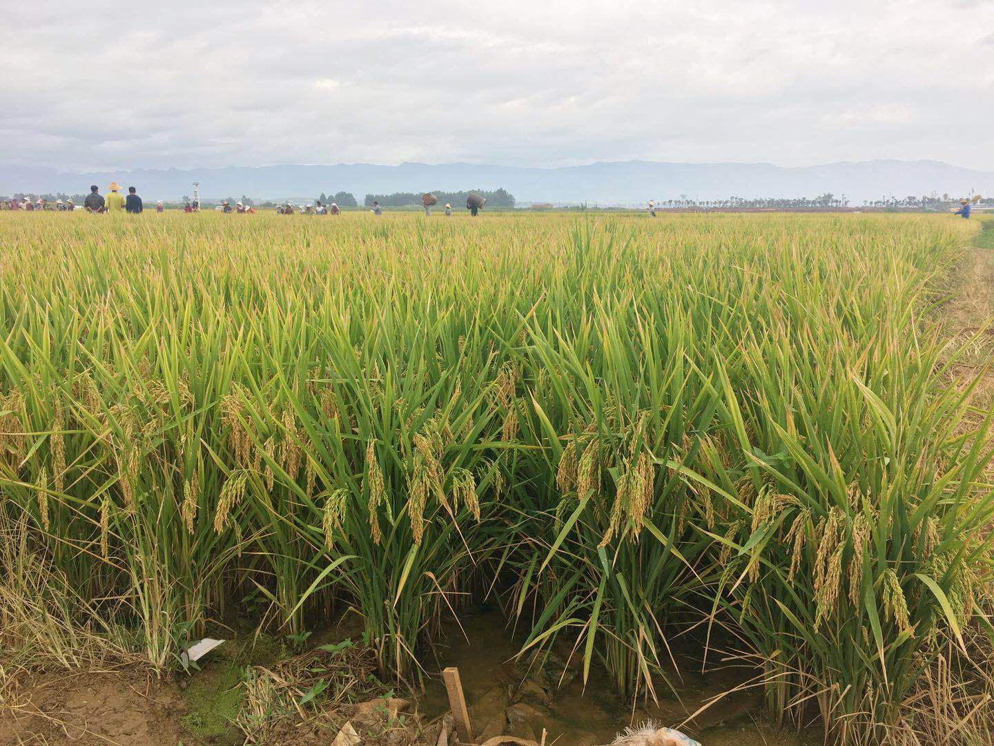 9公斤!杂交水稻双季亩产创新纪录