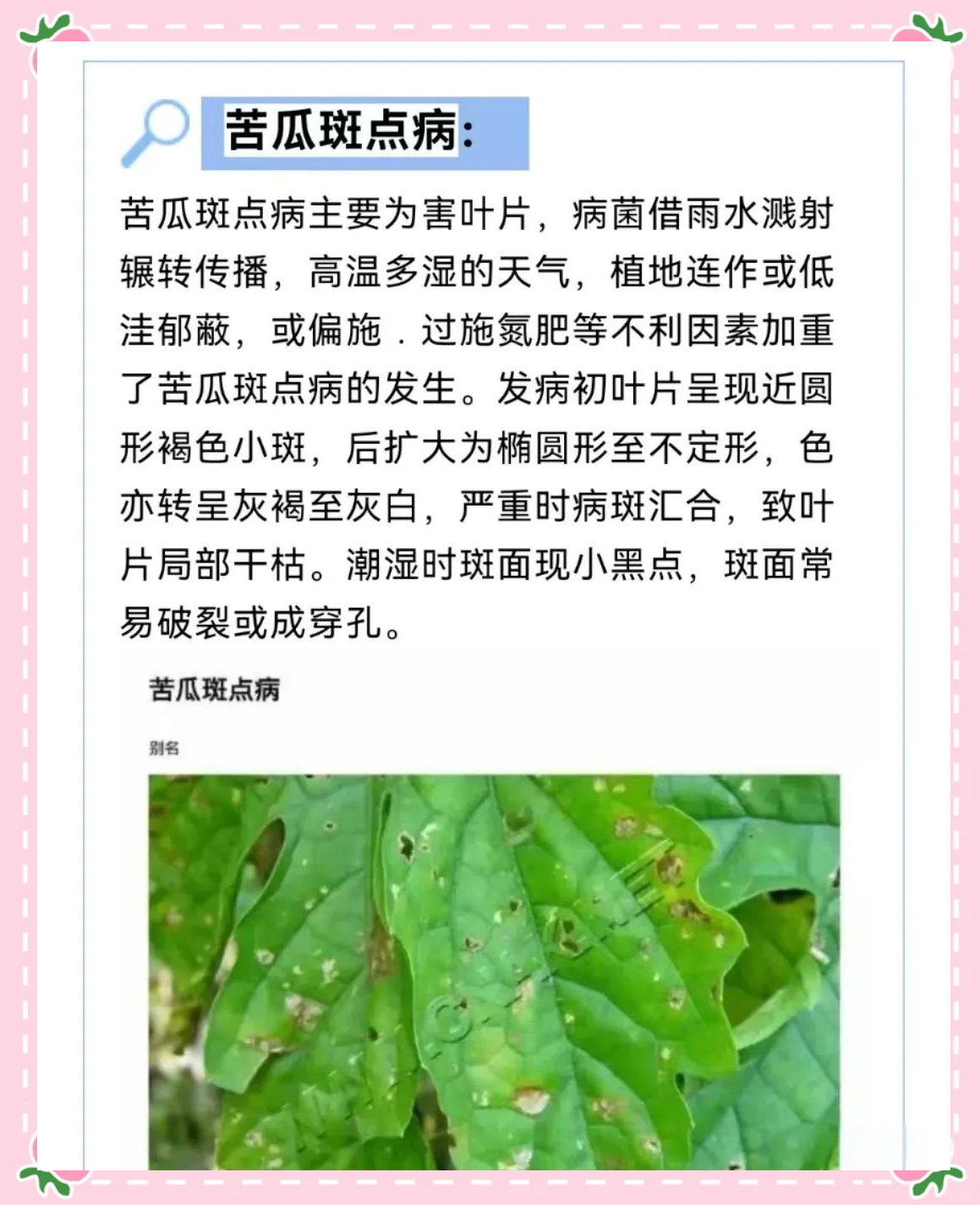 苦瓜多种病害高清图谱及介绍