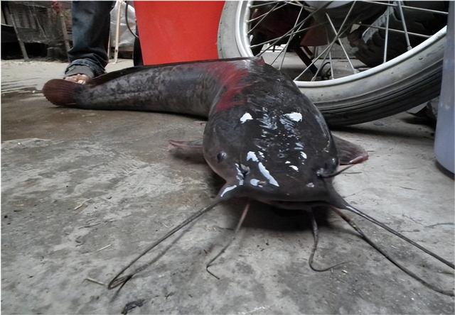 埃及鱼为何能在城市的下水道生存?污水加上沼气为何它反而享受?