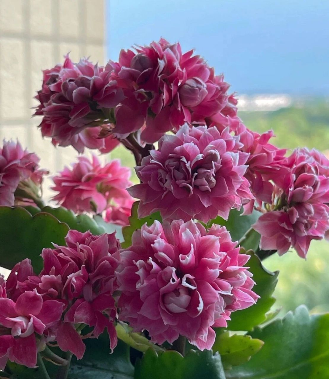 长寿花是短日照植物,需要适当控光才能促花.