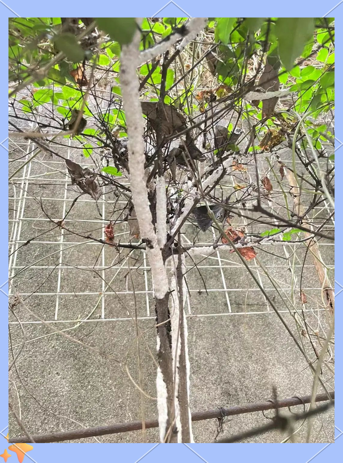 孩子们眼中的白蜡虫:保护还是清除