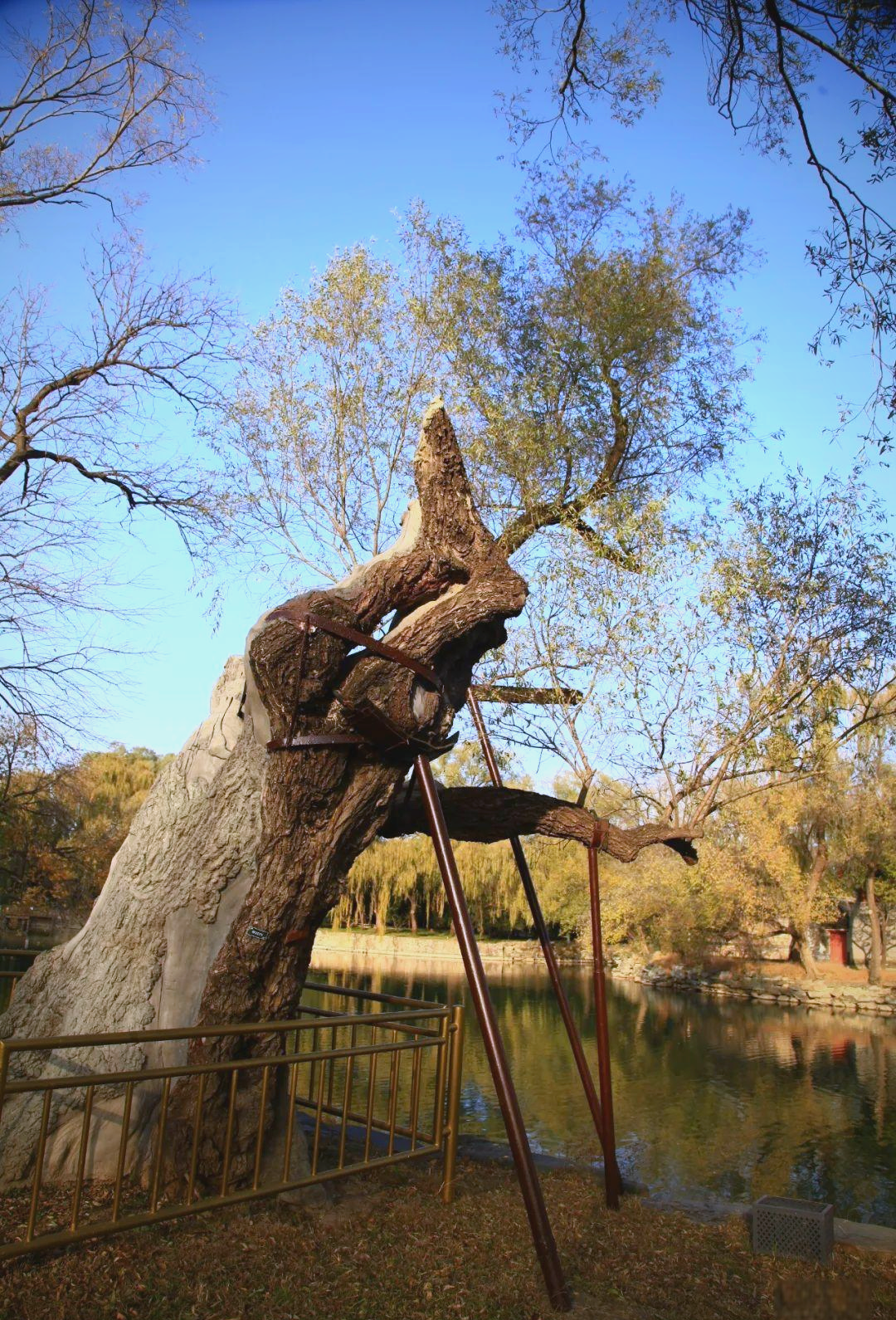 从乾隆柳到西堤传奇:探索颐和园西堤的古柳群落