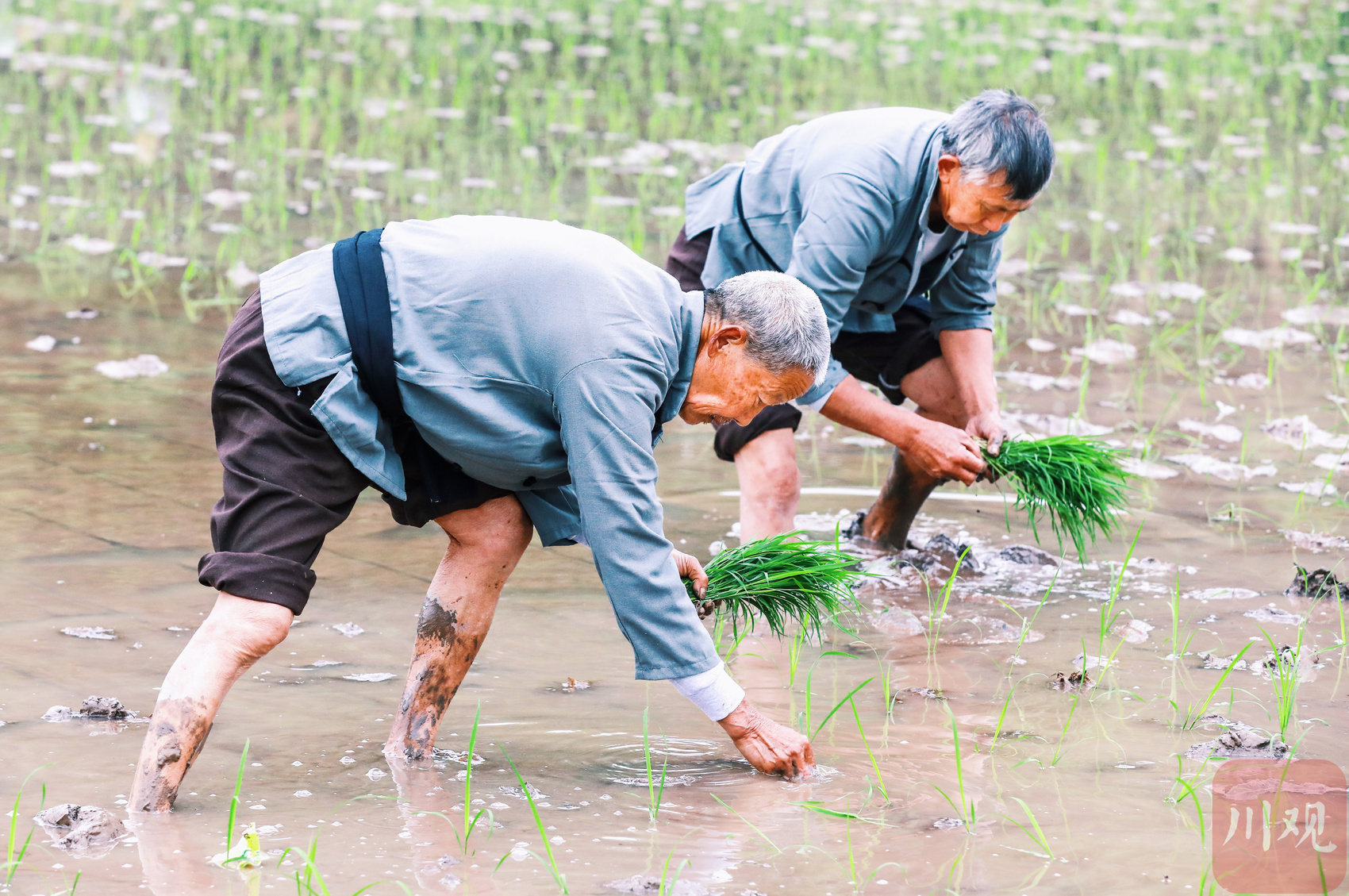 栽秧子了!四川最早播种水稻地区"开秧门"