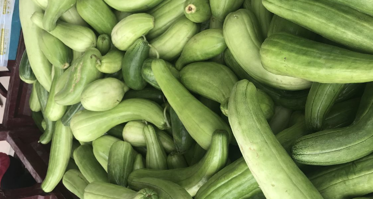 青龙菜瓜的种植技术