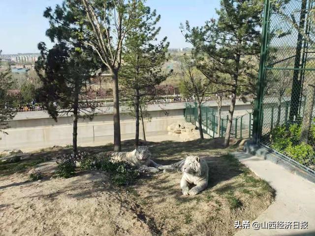 有效缓解客流高峰期压力太原动物园东门开放