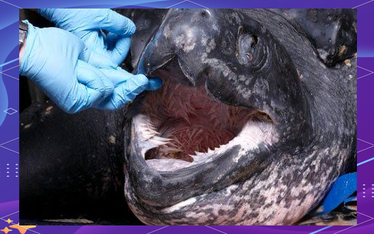 探秘棱皮龟:龟类中的最大海龟