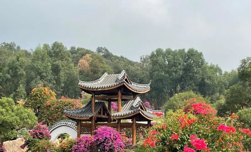 馬嶺村觀花植物園花團錦簇正當馬嶺村鄉村振興格局逐步打開之際,一個