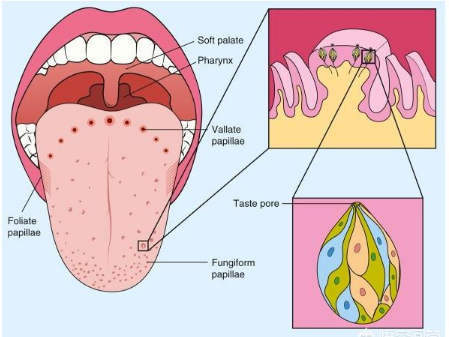 口腔干燥综合征图片