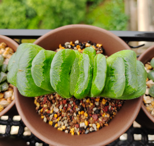 喜阴|这6种多肉特耐阴,没光也能胖乎乎,室内养肉党的福音