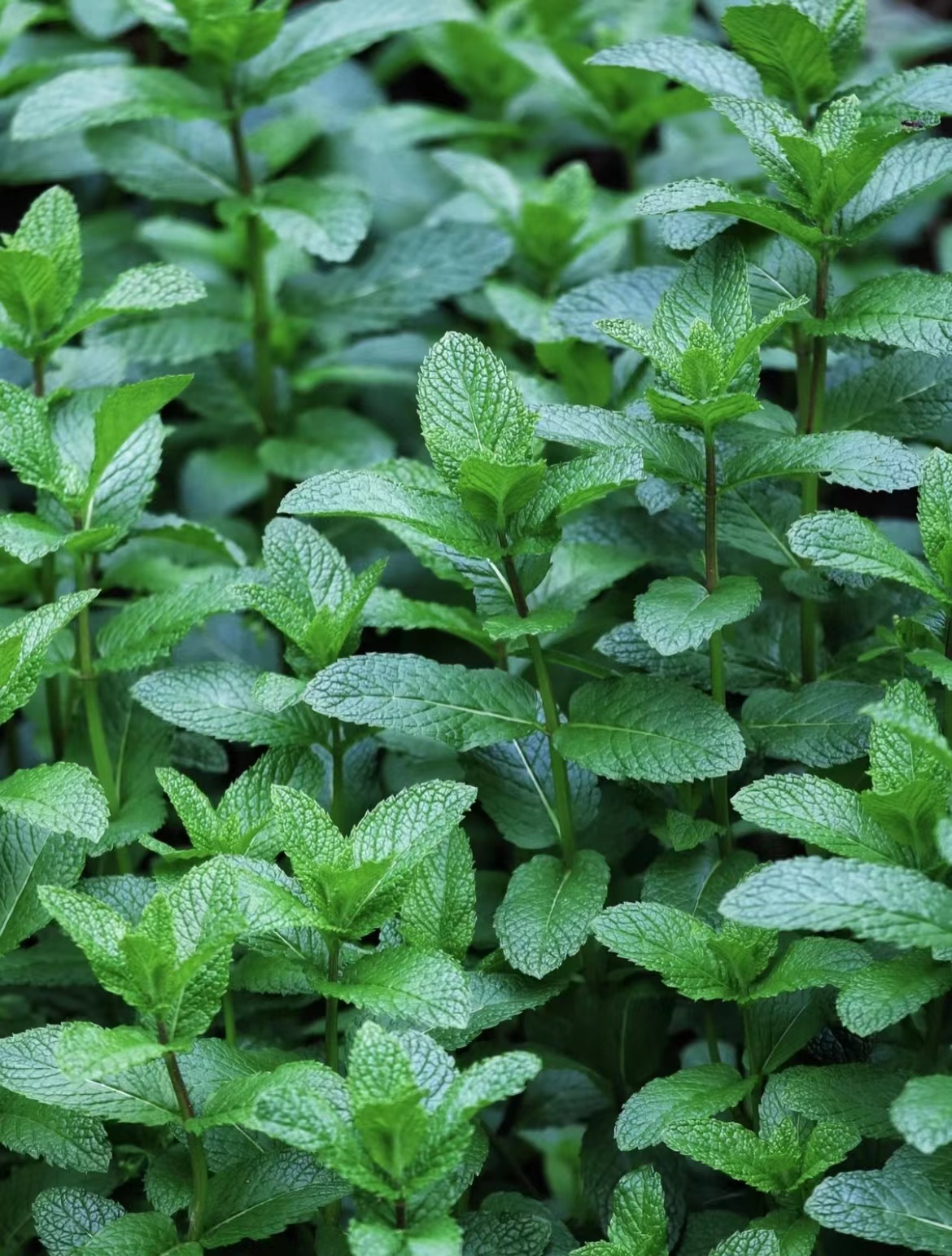 夏日来袭,你最应知道的16种驱蚊植物