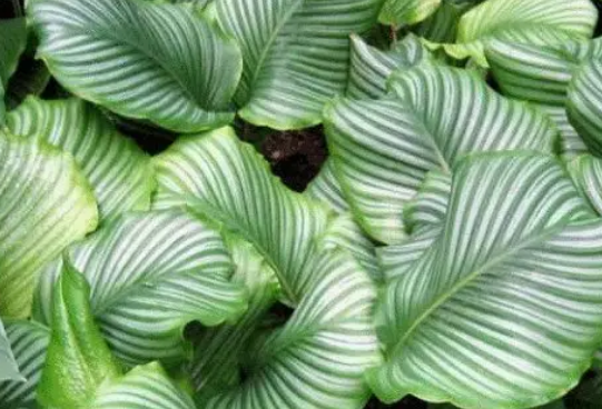 竹芋叶子干枯卷曲要不要剪掉