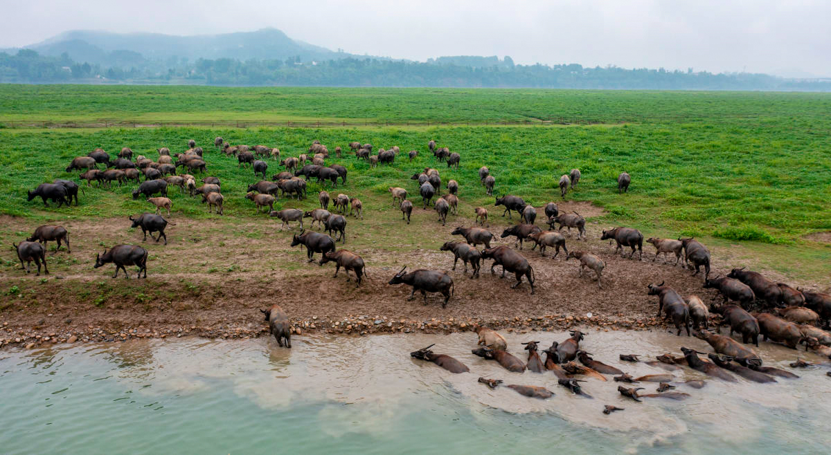 四川蓬安现"百牛渡江"景观