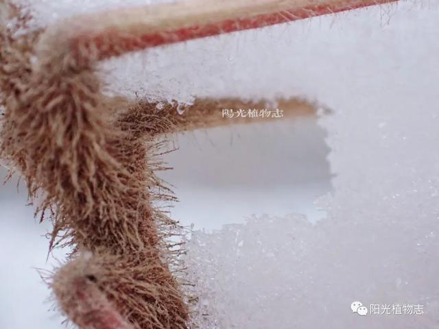 雪與植物嬉戲的樣子