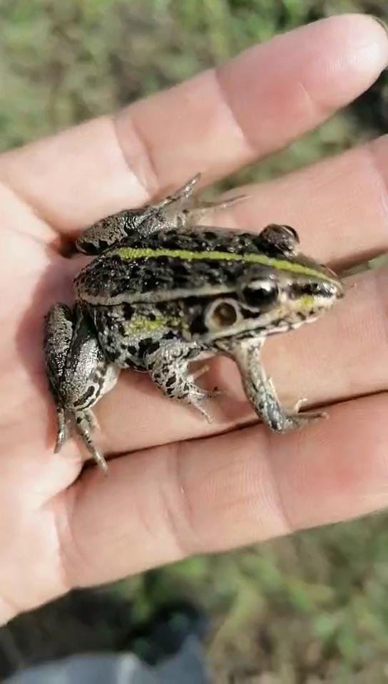 5条腿的青蛙现身哈尔滨宾县!专家是这样说的